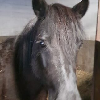 duchesse