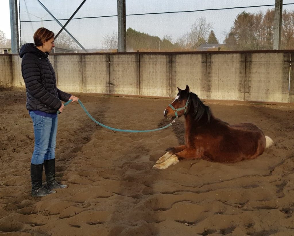 equi-coaching