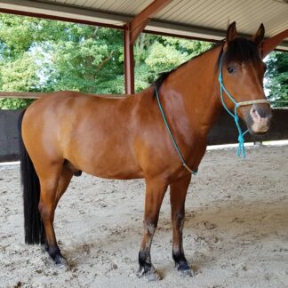 Mouchou